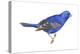 Blue Grosbeak (Passerina Caerulea), Birds-Encyclopaedia Britannica-Stretched Canvas