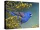 Blue Grosbeak-Chris Vest-Stretched Canvas