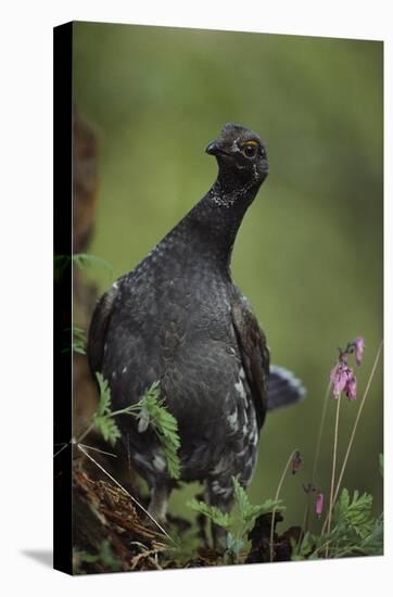 Blue Grouse, North America-Tim Fitzharris-Stretched Canvas