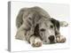 Blue Harlequin Great Dane Pup, 'Maisie', Lying with Chin on the Floor-Jane Burton-Premier Image Canvas