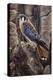 Blue Hawk-Jeff Tift-Premier Image Canvas