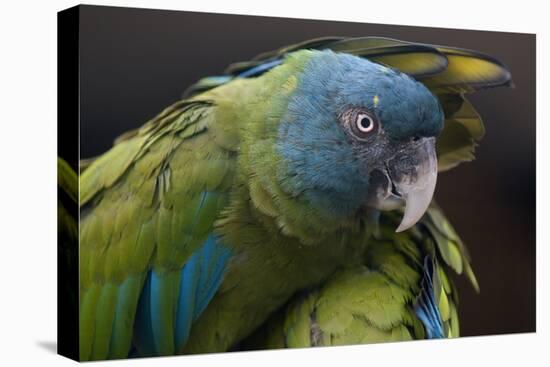 Blue Headed Macaw (Primolius Couloni) One Stretching its Wing over Another-Edwin Giesbers-Premier Image Canvas