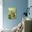 Blue-headed Parrot-Tony Camacho-Premier Image Canvas displayed on a wall