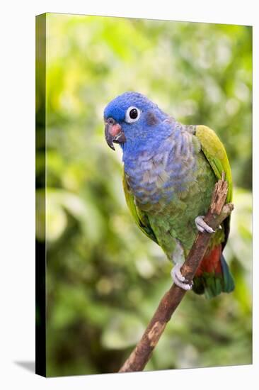 Blue-headed Parrot-Tony Camacho-Premier Image Canvas