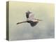 Blue Heron in Flight 1-Jai Johnson-Premier Image Canvas