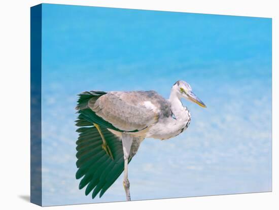 Blue Heron, Maldives, Indian Ocean, Asia-Sakis Papadopoulos-Premier Image Canvas