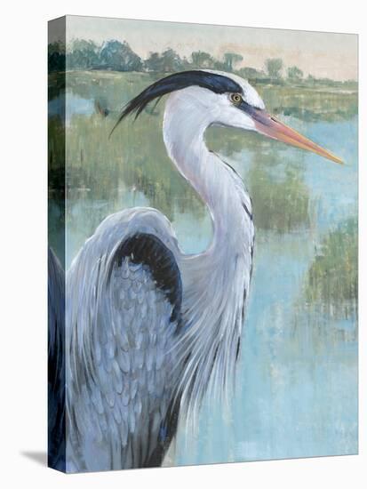 Blue Heron Portrait II-Tim OToole-Stretched Canvas