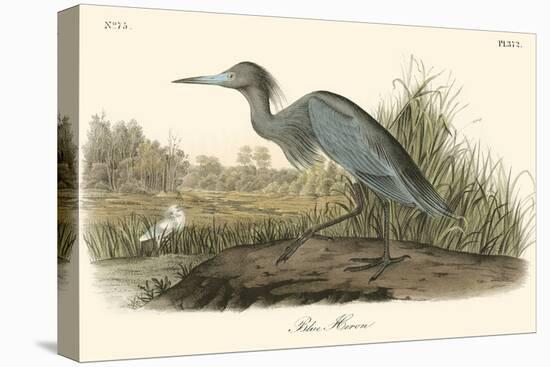 Blue Heron-John James Audubon-Stretched Canvas