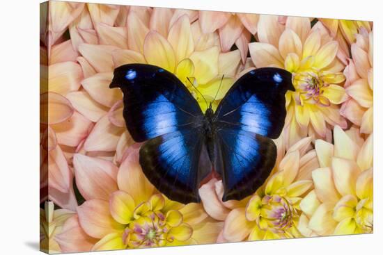 Blue Hookwing Butterfly, Napeocles jucunda on Dahlias-Darrell Gulin-Premier Image Canvas