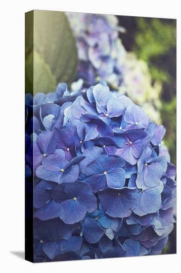 Blue Hydrangea in the Garden-pdb1-Premier Image Canvas