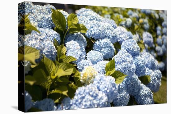 Blue Hydrangea-Karyn Millet-Premier Image Canvas