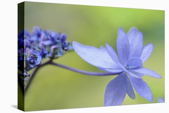 Blue Hydrangea-Cora Niele-Premier Image Canvas