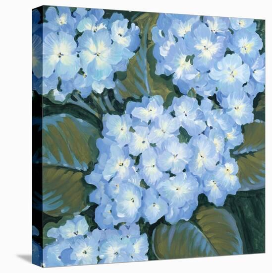 Blue Hydrangeas I-Tim OToole-Stretched Canvas