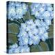 Blue Hydrangeas I-Tim OToole-Stretched Canvas