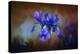 Blue Iris Blooms-Jai Johnson-Premier Image Canvas