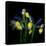 Blue Iris-Magda Indigo-Premier Image Canvas