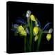 Blue Iris-Magda Indigo-Premier Image Canvas