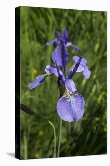 Blue Iris-George Johnson-Premier Image Canvas