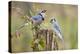 Blue jay (Cyanocitta cristata) adults on log with acorns, autumn, Texas-Larry Ditto-Premier Image Canvas