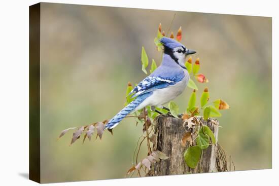 Blue jay (Cyanocitta cristata) adults on log with acorns, autumn, Texas-Larry Ditto-Premier Image Canvas