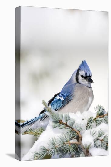 Blue Jay in Blue Atlas Cedar in Winter, Marion Co. IL-Richard and Susan Day-Premier Image Canvas