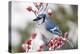 Blue Jay in Common Winterberry in Winter, Marion, Illinois, Usa-Richard ans Susan Day-Premier Image Canvas