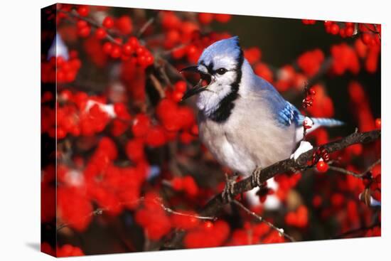 Blue Jay in Common Winterberry Squawking in Winter, Marion County, Illinois-Richard and Susan Day-Premier Image Canvas