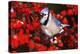 Blue Jay in Common Winterberry Squawking in Winter, Marion County, Illinois-Richard and Susan Day-Premier Image Canvas