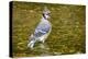 Blue Jay in Midst of Bathing, Illinois-Rob Sheppard-Premier Image Canvas