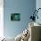 Blue Jay-Adam Jones-Premier Image Canvas displayed on a wall