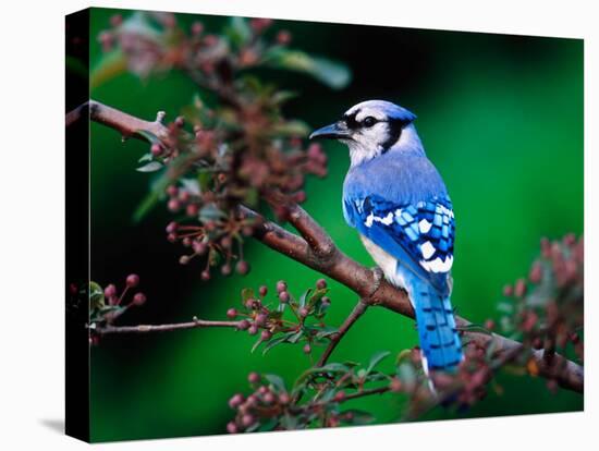 Blue Jay-Adam Jones-Premier Image Canvas