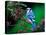 Blue Jay-Adam Jones-Premier Image Canvas