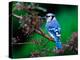 Blue Jay-Adam Jones-Premier Image Canvas