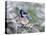 Blue Jay-Adam Jones-Premier Image Canvas