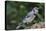 Blue Jay-Gary Carter-Premier Image Canvas