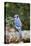 Blue Jay-Gary Carter-Premier Image Canvas