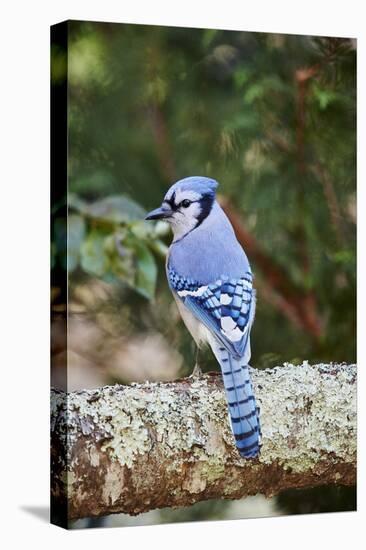 Blue Jay-Gary Carter-Premier Image Canvas