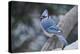 Blue Jay-Gary Carter-Premier Image Canvas