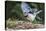 Blue Jay-Gary Carter-Premier Image Canvas