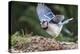 Blue Jay-Gary Carter-Premier Image Canvas