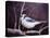 Blue Jay-Kevin Dodds-Premier Image Canvas