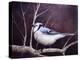 Blue Jay-Kevin Dodds-Premier Image Canvas