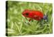 Blue-jeans frog, Strawberry poison dart frog-Adam Jones-Premier Image Canvas