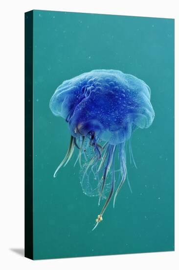 Blue Jellyfish (Cyanea Lamarckii), Feeding on Small Plankton, Lundy Island, Devon, UK-Linda Pitkin-Premier Image Canvas