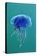 Blue Jellyfish (Cyanea Lamarckii), Feeding on Small Plankton, Lundy Island, Devon, UK-Linda Pitkin-Premier Image Canvas