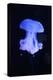 Blue Jellyfish-greta6-Premier Image Canvas