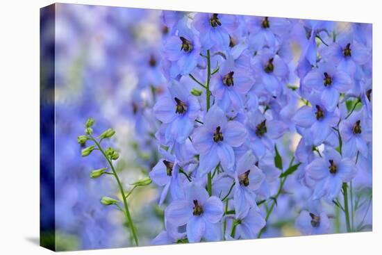 Blue Larkspur Flowers-Cora Niele-Premier Image Canvas