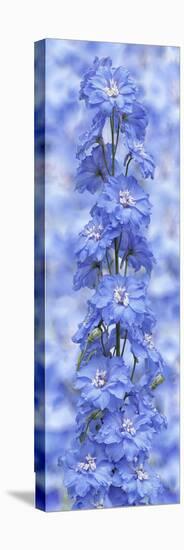 Blue Larkspur-Cora Niele-Premier Image Canvas