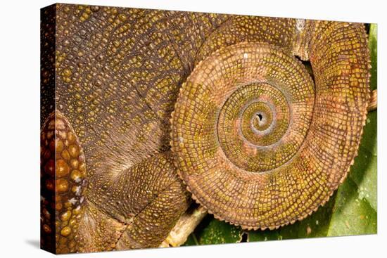 Blue-legged chameleon, close up of tail, Madagascar-Chris Mattison-Premier Image Canvas