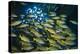 Blue-lined snapper shoal, Cocos Island NP, Costa Rica-Nick Hawkins-Premier Image Canvas